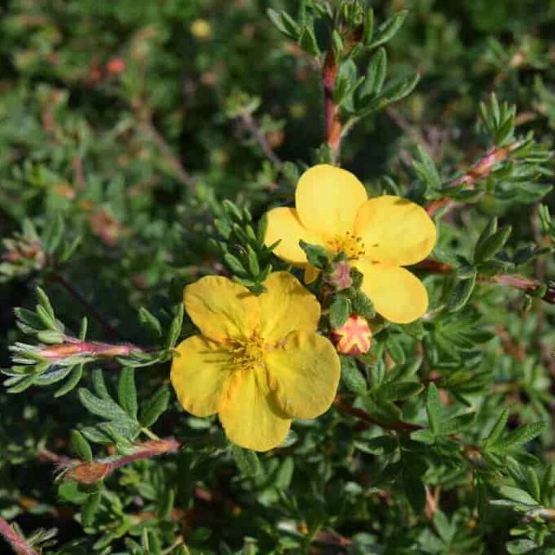 Potentilla fruticosa (Sulphurascens Group) 'Elizabeth' 15-20 cm